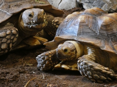 African spurred tortoise - De Zonnegloed - Animal park - Animal refuge centre 